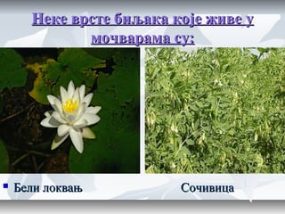 Неке врсте биљака које живе уНеке врсте биљака које живе у
мочварама су:мочварама су:
 Бели локвањ СочивицаБели локвањ Сочивица
 