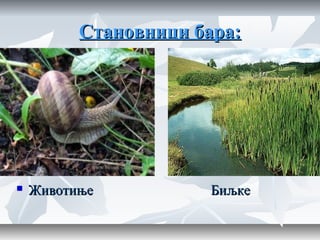 Становници бара:Становници бара:
 Животиње БиљкеЖивотиње Биљке
 
