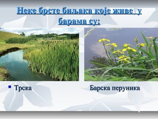 Неке брсте биљака које живе уНеке брсте биљака које живе у
барама су:барама су:
 Трска Барска перуникаТрска Барска перуника
 