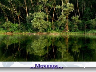 ...Мочваре......Мочваре...
 