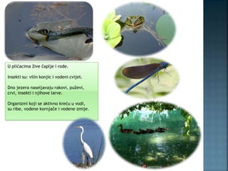 U plićacima žive čaplje i rode.
Insekti su: vilin konjic i vodeni cvijet.
Dno jezera naseljavaju rakovi, puževi,
crvi, insekti i njihove larve.
Organizmi koji se aktivno kreću u vodi,
su ribe, vodene kornjače i vodene zmije.
 