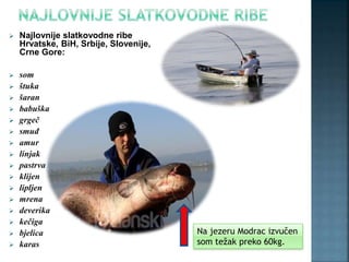  Najlovnije slatkovodne ribe
Hrvatske, BiH, Srbije, Slovenije,
Crne Gore:
 som
 štuka
 šaran
 babuška
 grgeč
 smuđ
 amur
 linjak
 pastrva
 klijen
 lipljen
 mrena
 deverika
 kečiga
 bjelica
 karas
Na jezeru Modrac izvučen
som težak preko 60kg.
 
