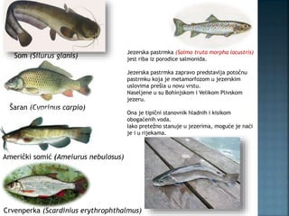 Som (Silurus glanis)
Šaran (Cyprinus carpio)
Američki somić (Ameiurus nebulosus)
Jezerska pastrmka (Salmo truta morpha lacustris)
jest riba iz porodice salmonida.
Jezerska pastrmka zapravo predstavlja potočnu
pastrmku koja je metamorfozom u jezerskim
uslovima prešla u novu vrstu.
Naseljene u su Bohinjskom i Velikom Plivskom
jezeru.
Ona je tipični stanovnik hladnih i kisikom
obogaćenih voda.
Iako pretežno stanuje u jezerima, moguće je naći
je i u rijekama.
Crvenperka (Scardinius erythrophthalmus)
 