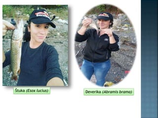 Štuka (Esox lucius) Deverika (Abramis brama)
 