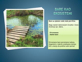 Bare su sjataće vode male površine.
Mogu nastati djelovanjem čovjeka i često
životinja npr. dabra.
Privremene
Stalne bare
Privremene bare povremeno isušuju.
Organizmi u takvim sredinama moraju
biti u stanju da prežive sušni period.
 