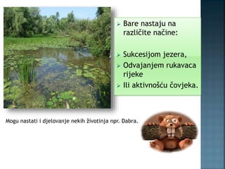  Bare nastaju na
različite načine:
 Sukcesijom jezera,
 Odvajanjem rukavaca
rijeke
 Ili aktivnošću čovjeka.
Mogu nastati i djelovanje nekih životinja npr. Dabra.
 