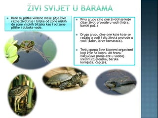  Bare su plitke vodene mase gdje žive
razne životinje i biljke od zone niskih
do zone visokih biljaka kao i od zone
plitke i duboke vode.
 Prvu grupu čine one životinje koje
čitav život provode u vodi (hidra,
barski puž.)
 Drugu grupu čine one koje koje se
rađaju u vodi i dio života provode u
vodi (žabe, larve komaraca).
 Treću gurpu čine kopneni organizmi
koji žive na kopnu ali hranu
isključuvo pronalaze u vodeoj
sredini (bjelouška, barska
kornjača, čaplje).
 
