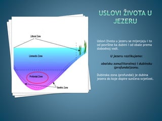 Uslovi života u jezeru se mijenjaju i to
od površine ka dubini i od obale prema
slobodnoj vodi.
U jezeru razlikujemo:
obalsku zonu(litoralna) i dubinsku
(profundal)zonu.
Dubinska zona (profundal) je dubina
jezera do koje dopire sunčeva svjetlost.
 