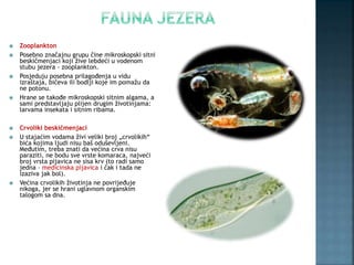  Zooplankton
 Posebno značajnu grupu čine mikroskopski sitni
beskičmenjaci koji žive lebdeći u vodenom
stubu jezera - zooplankton.
 Posjeduju posebna prilagođenja u vidu
izraštaja, bičeva ili bodlji koje im pomažu da
ne potonu.
 Hrane se takođe mikroskopski sitnim algama, a
sami predstavljaju plijen drugim životinjama:
larvama insekata i sitnim ribama.
 Crvoliki beskičmenjaci
 U stajaćim vodama živi veliki broj „crvolikih“
bića kojima ljudi nisu baš oduševljeni.
Međutim, treba znati da većina crva nisu
paraziti, ne bodu sve vrste komaraca, najveći
broj vrsta pijavica ne sisa krv (to radi samo
jedna – medicinska pijavica i čak i tada ne
izaziva jak bol).
 Većina crvolikih životinja ne povrijeđuje
nikoga, jer se hrani uglavnom organskim
talogom sa dna.
 