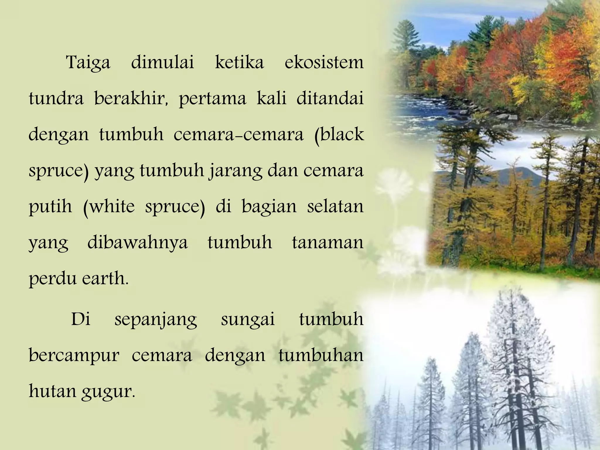 Taiga dimulai ketika ekosistem
tundra berakhir, pertama kali ditandai
dengan tumbuh cemara-cemara (black
spruce) yang tumbuh jarang dan cemara
putih (white spruce) di bagian selatan
yang dibawahnya tumbuh tanaman
perdu earth.
Di sepanjang sungai tumbuh
bercampur cemara dengan tumbuhan
hutan gugur.
 