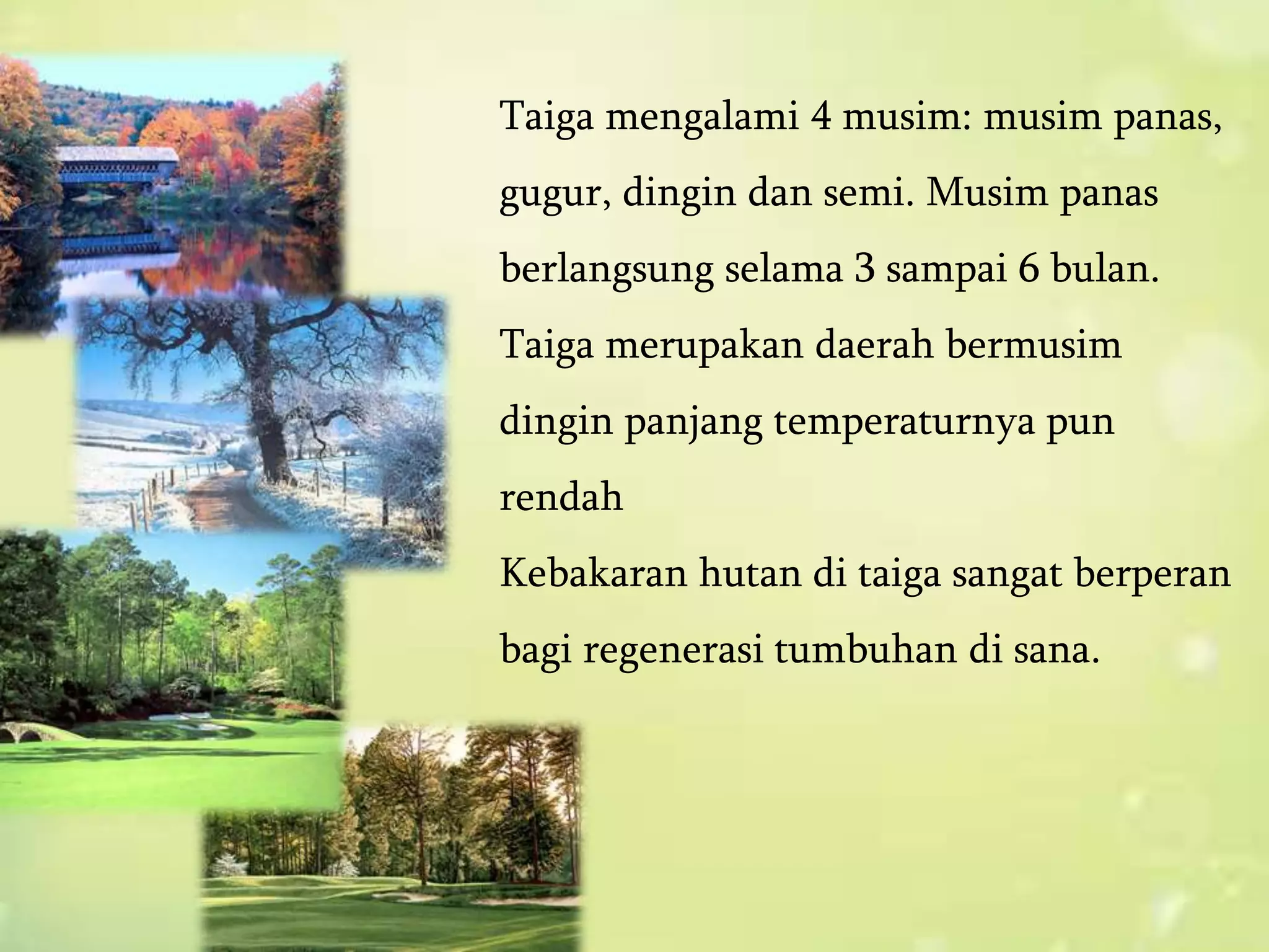Taiga mengalami 4 musim: musim panas,
gugur, dingin dan semi. Musim panas
berlangsung selama 3 sampai 6 bulan.
Taiga merupakan daerah bermusim
dingin panjang temperaturnya pun
rendah
Kebakaran hutan di taiga sangat berperan
bagi regenerasi tumbuhan di sana.
 