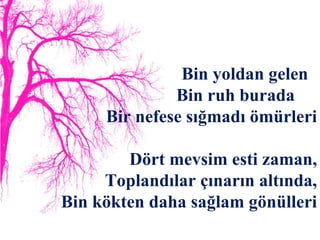 Bin yoldan gelen  Bin ruh burada  Bir nefese sığmadı ömürleri Dört mevsim esti zaman, Toplandılar çınarın altında, Bin kökten daha sağlam gönülleri 