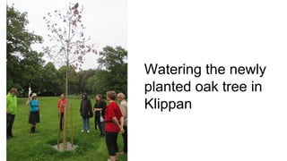 Watering the newly
planted oak tree in
Klippan
 