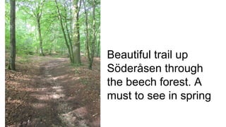 Beautiful trail up
Söderåsen through
the beech forest. A
must to see in spring
 