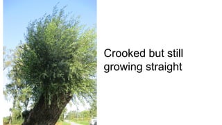 Crooked but still
growing straight
 