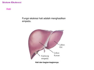 Hati
Hati dan bagian-bagiannya.
Fungsi ekskresi hati adalah menghasilkan
empedu.
 
