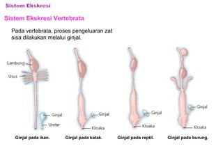 Sistem Ekskresi Vertebrata
Pada vertebrata, proses pengeluaran zat
sisa dilakukan melalui ginjal.
Ginjal pada ikan. Ginjal pada reptil. Ginjal pada burung.Ginjal pada katak.
 