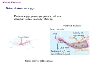 Sistem ekskresi serangga
Pada serangga, proses pengeluaran zat sisa
dilakukan melalui pembuluh Malphigi.
Proses ekskresi pada serangga.
 