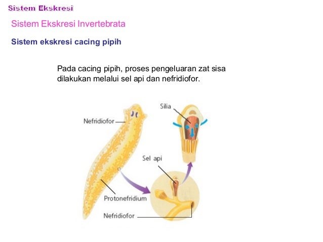 65 Gambar Sistem Ekskresi Cacing Pipih Terbaik 65 Gambar Sistem Ekskresi Cacing Pipih Terbaik