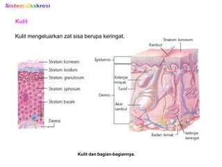 Kulit
Kulit dan bagian-bagiannya.
Kulit mengeluarkan zat sisa berupa keringat.
 