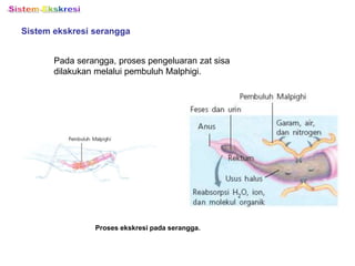 Sistem ekskresi serangga
Pada serangga, proses pengeluaran zat sisa
dilakukan melalui pembuluh Malphigi.
Proses ekskresi pada serangga.
 