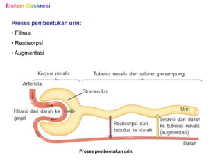 Proses pembentukan urin.
Proses pembentukan urin:
• Filtrasi
• Reabsorpsi
• Augmentasi
 