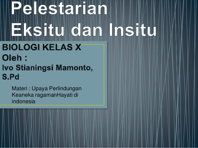 Eksitu Insitu