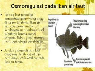 70 Koleksi Mekanisme Ekskresi Pada Ikan Air Tawar Dan Ikan Air Laut HD