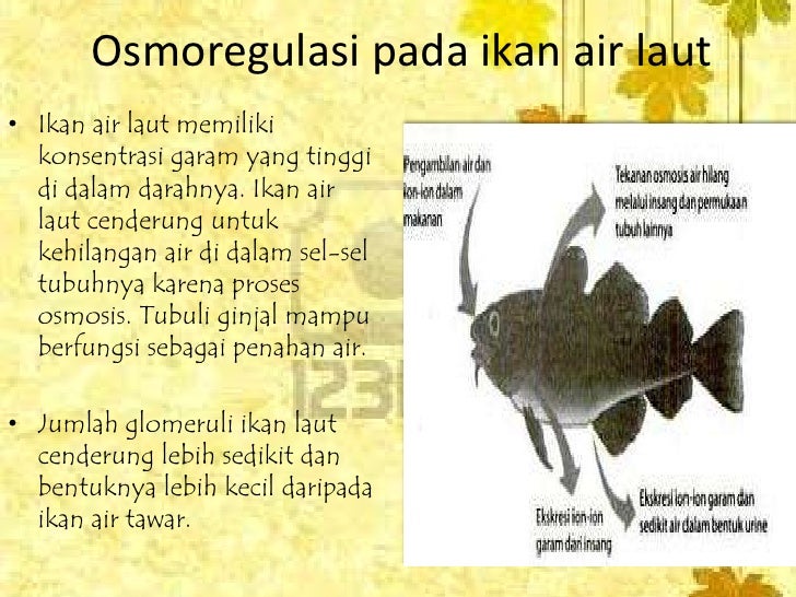 101 Jelaskan Cara Adaptasi Ikan Air Laut Dalam Proses Ekskresinya Terbaik