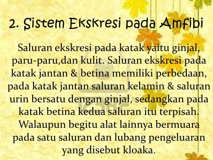 Unduh 9000 Gambar Ginjal Pada Katak Keren HD