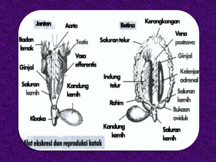 Unduh 990 Gambar Ginjal Reptil Paling Bagus HD