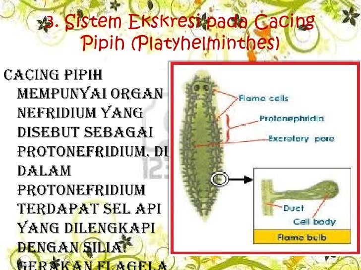 65 Gambar Sistem Ekskresi Cacing Pipih Terbaik 65 Gambar Sistem Ekskresi Cacing Pipih Terbaik