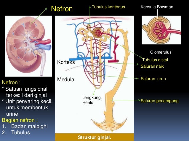 76 Gambar Nefron Ginjal Beserta Bagiannya Terbaik 76 Gambar Nefron Ginjal Beserta Bagiannya Terbaik