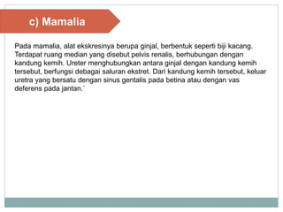 c) Mamalia
Pada mamalia, alat ekskresinya berupa ginjal, berbentuk seperti biji kacang.
Terdapat ruang median yang disebut pelvis renalis, berhubungan dengan
kandung kemih. Ureter menghubungkan antara ginjal dengan kandung kemih
tersebut, berfungsi debagai saluran ekstret. Dari kandung kemih tersebut, keluar
uretra yang bersatu dengan sinus gentalis pada betina atau dengan vas
deferens pada jantan.`
 