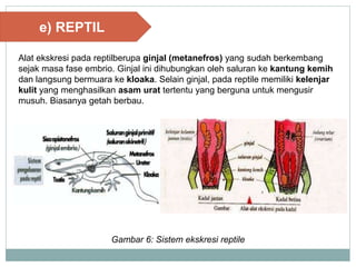 e) REPTIL
Alat ekskresi pada reptilberupa ginjal (metanefros) yang sudah berkembang
sejak masa fase embrio. Ginjal ini dihubungkan oleh saluran ke kantung kemih
dan langsung bermuara ke kloaka. Selain ginjal, pada reptile memiliki kelenjar
kulit yang menghasilkan asam urat tertentu yang berguna untuk mengusir
musuh. Biasanya getah berbau.
Gambar 6: Sistem ekskresi reptile
 