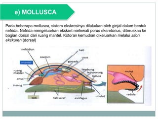 e) MOLLUSCA
Pada beberapa mollusca, sistem ekskresinya dilakukan oleh ginjal dalam bentuk
nefrida. Nefrida mengeluarkan ekskret melewati porus eksretorius, diteruskan ke
bagian dorsal dari ruang mantel. Kotoran kemudian dikeluarkan melalui sifon
ekskuren (dorsal)
 