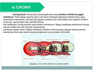 e) CACING
Cacing tanah mempunyai alat pengeluaran yang disebut nefridia (tunggal:
nefridium). Pada setiap segmen atau ruas tubuh terdapat sepasang nefridia halus yang
dinamakan metanefridu, kecuali tiga segmen pertama dari arah depan dan segmen terakhir
tubuhnya. Ujung dalam dan nefridia terbuka
dan berbentuk corong bersilia yang disebut netrostoma. Bagian belakang nefrostoma berupa
saluran berliku-liku dan banyak mengandung
pembuluh kapiler darah. Bagian belakang nefridium berhubungan dengan kantong kemih,
selanjutnya bermuara pada lubang pengeluaran yang disebut nefridiofor.
 