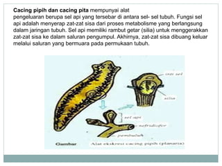 Cacing pipih dan cacing pita mempunyai alat
pengeluaran berupa sel api yang tersebar di antara sel- sel tubuh. Fungsi sel
api adalah menyerap zat-zat sisa dari proses metabolisme yang berlangsung
dalam jaringan tubuh. Sel api memiliki rambut getar (silia) untuk menggerakkan
zat-zat sisa ke dalam saluran pengumpul. Akhirnya, zat-zat sisa dibuang keluar
melalui saluran yang bermuara pada permukaan tubuh.
 
