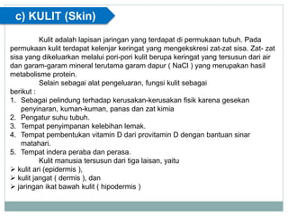 c) KULIT (Skin)
Kulit adalah lapisan jaringan yang terdapat di permukaan tubuh. Pada
permukaan kulit terdapat kelenjar keringat yang mengekskresi zat-zat sisa. Zat- zat
sisa yang dikeluarkan melalui pori-pori kulit berupa keringat yang tersusun dari air
dan garam-garam mineral terutama garam dapur ( NaCl ) yang merupakan hasil
metabolisme protein.
Selain sebagai alat pengeluaran, fungsi kulit sebagai
berikut :
1. Sebagai pelindung terhadap kerusakan-kerusakan fisik karena gesekan
penyinaran, kuman-kuman, panas dan zat kimia
2. Pengatur suhu tubuh.
3. Tempat penyimpanan kelebihan lemak.
4. Tempat pembentukan vitamin D dari provitamin D dengan bantuan sinar
matahari.
5. Tempat indera peraba dan perasa.
Kulit manusia tersusun dari tiga laisan, yaitu
 kulit ari (epidermis ),
 kulit jangat ( dermis ), dan
 jaringan ikat bawah kulit ( hipodermis )
 