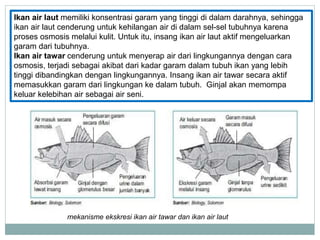46 Jelaskan Mekanisme Ekskresi Pada Ikan Air Tawar Dan Ikan Air Laut Gratis Terbaik