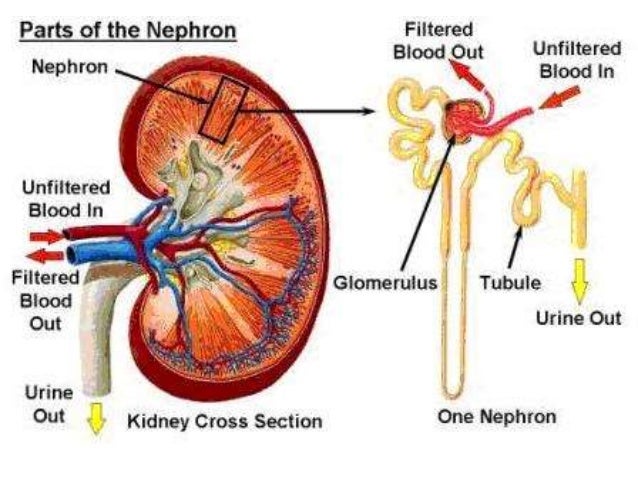 78 Gambar Organ Ekskresi Ginjal 78 Gambar Organ Ekskresi Ginjal