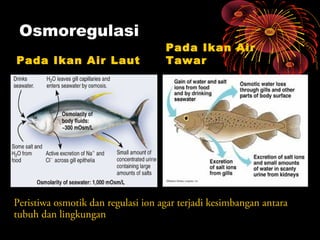 47 Perbedaan Ikan Yang Hidup Di Air Tawar Dan Air Laut Gratis Terbaru