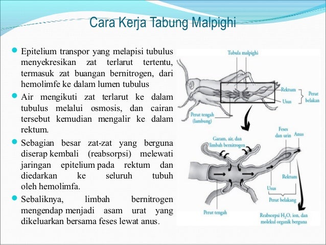  Alat  Ekskresi  Dan Zat Yang Diekskresikan Pada Insekta 