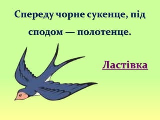 Спереду чорне сукенце, під
сподом — полотенце.
Ластівка
 