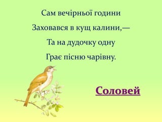 Сам вечірньої години
Заховався в кущ калини,—
Та на дудочку одну
Грає пісню чарівну.
Соловей
 