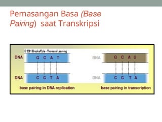 Pemasangan Basa (Base
Pairing) saat Transkripsi
 