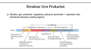 ❑ Struktur gen prokariot: regulatory sekuens (promotor + operator) dan
struktural sekuens (coding region).
Struktur Gen Pr...