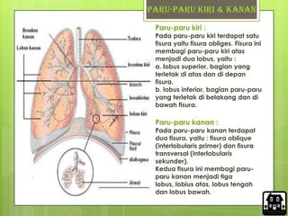 Ada berapa lobus paru-paru kiri dan ada berapa lobus paru-paru kanan
