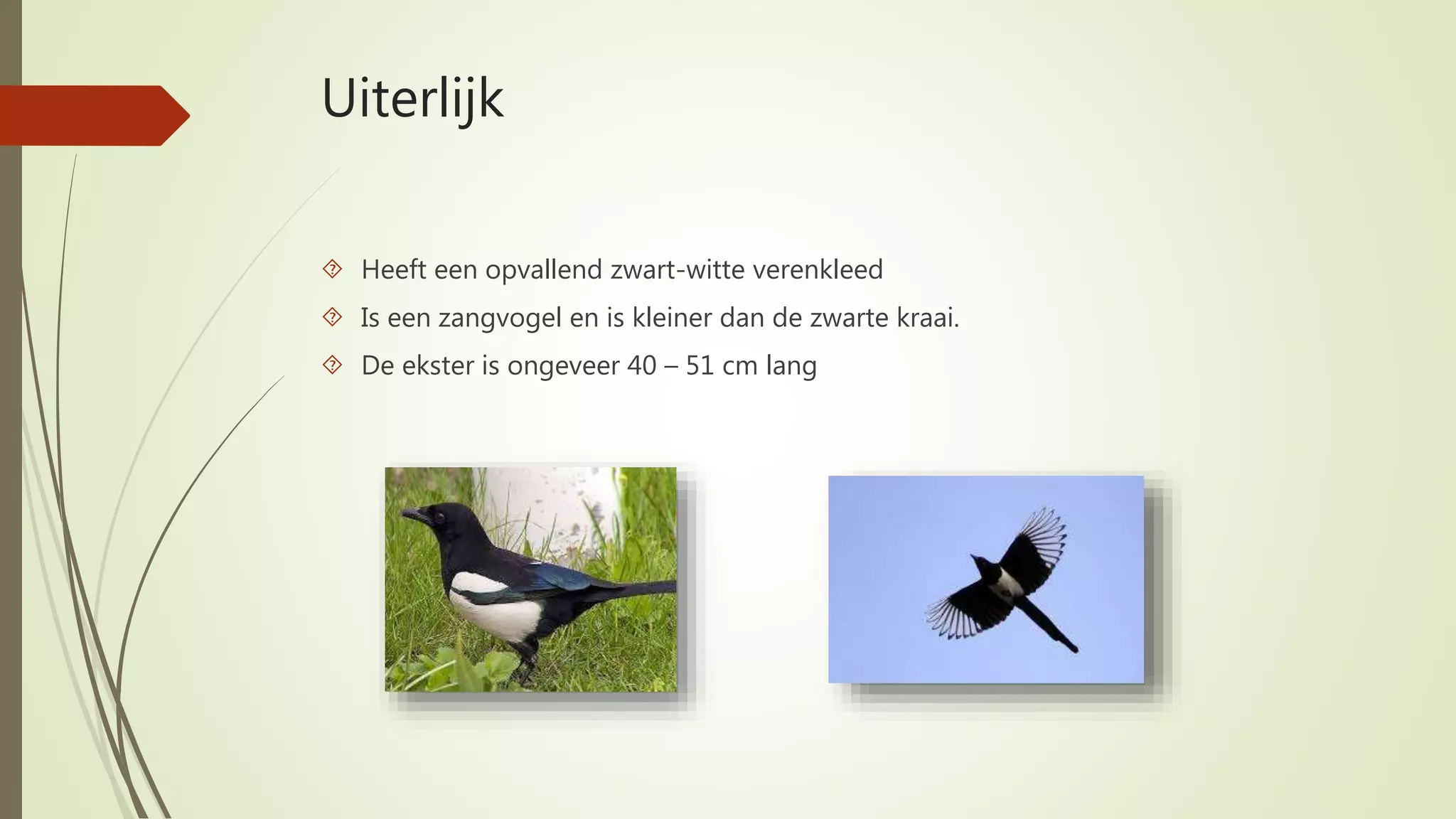 Powerpoint over de Ekster (spreekbeurt) [ingezonden] | PPTX