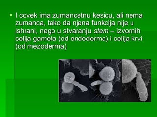 I covek ima zumancetnu kesicu, ali nema zumanca, tako da njena funkcija nije u ishrani, nego u stvaranju  stem  – izvornih celija gameta (od endoderma) i celija krvi (od mezoderma) 
